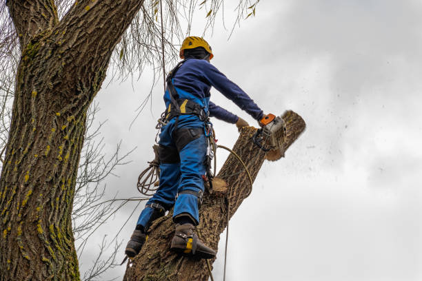 Best Tree Cabling and Bracing  in Emigsville, PA