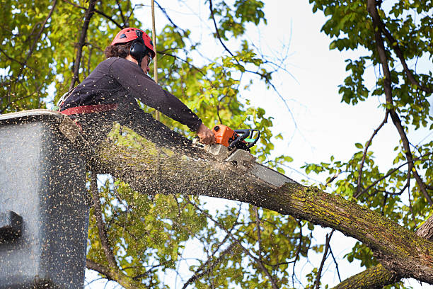 Best Arborist Consultation Services  in Emigsville, PA