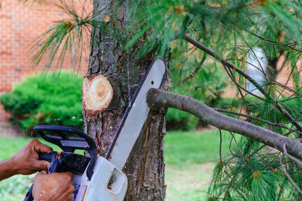 Best Fruit Tree Pruning  in Emigsville, PA